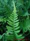 Polypodium vulgare